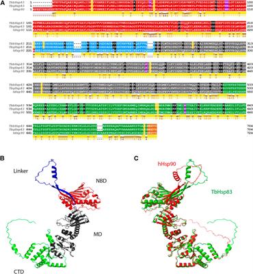 Frontiers In Silico Analysis Of The Hsp Chaperone System From The